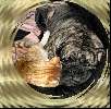 samen slapen