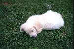 dit is onze hond kimy
