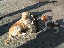 2 puppies en een chagarijn(hi hi)