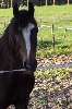 lieve pony