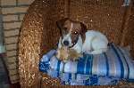 de liefste hond