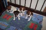 puppies
