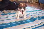 puppy