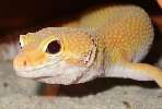 Luipaardgekko
